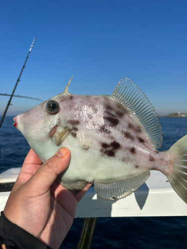 カワハギの釣果