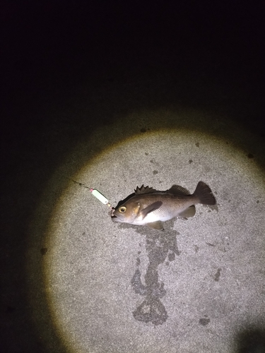 エゾメバルの釣果