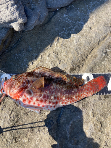 ブダイの釣果