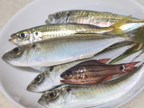 アジの釣果