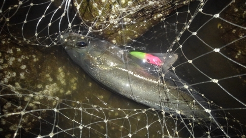 フッコ（マルスズキ）の釣果