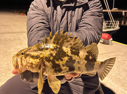 ベッコウゾイの釣果