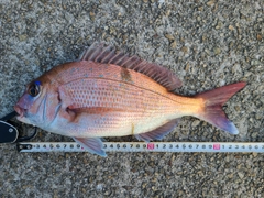 マダイの釣果