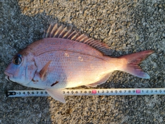 マダイの釣果