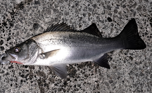 フッコ（ヒラスズキ）の釣果