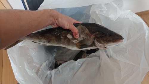 ホッケの釣果