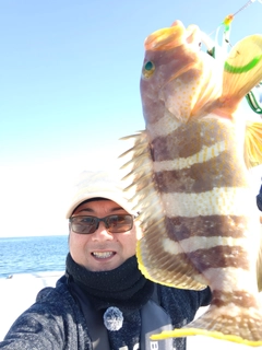 アオハタの釣果