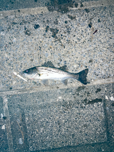 セイゴ（マルスズキ）の釣果