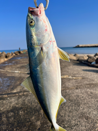 ハマチの釣果