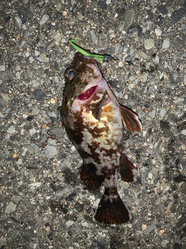 アラカブの釣果