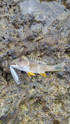 イッテンフエダイの釣果