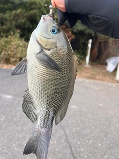 メジナの釣果