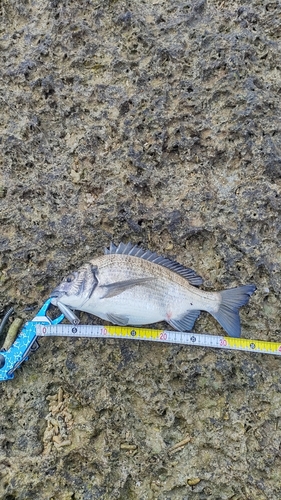 ミナミクロダイの釣果