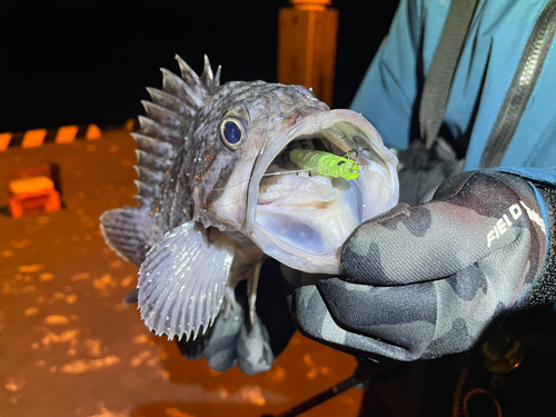 クロソイの釣果