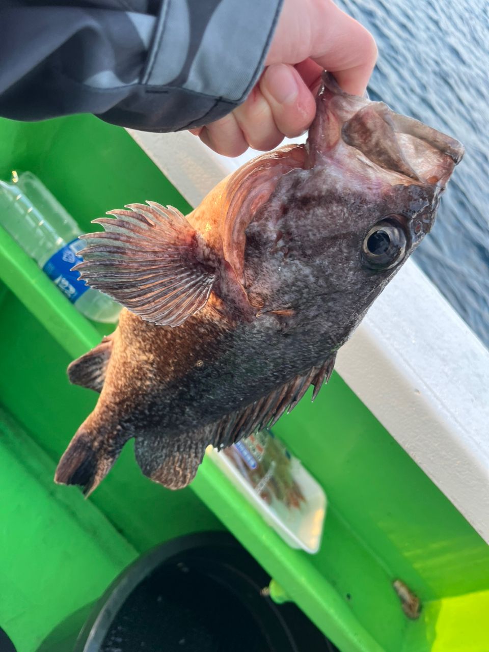 釣りさたなさんの釣果 3枚目の画像