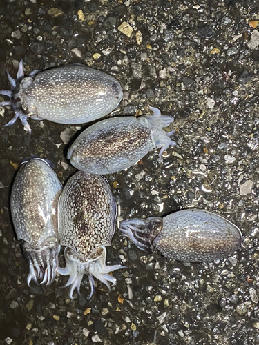 シリヤケイカの釣果