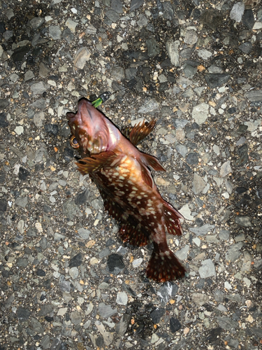 アラカブの釣果