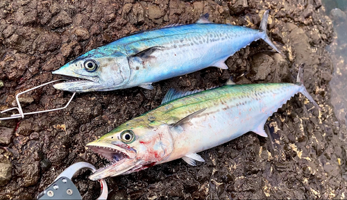 サゴシの釣果