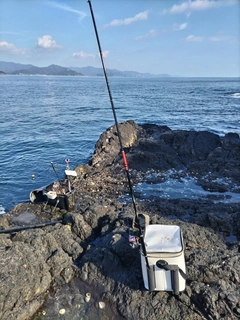 ブダイの釣果