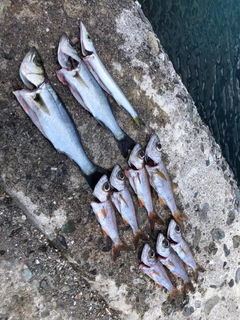 ムツの釣果