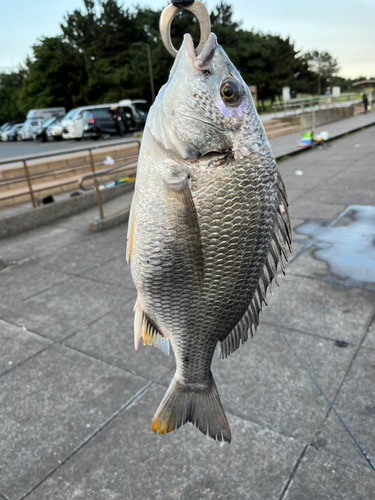 キビレの釣果