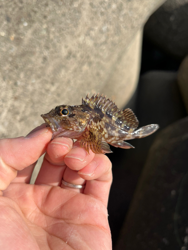 カサゴの釣果