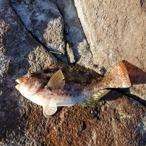 ブダイの釣果