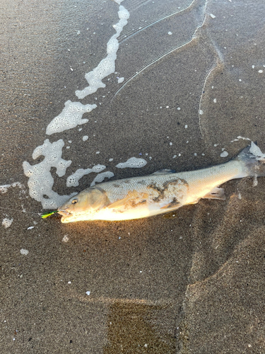 マルタウグイの釣果