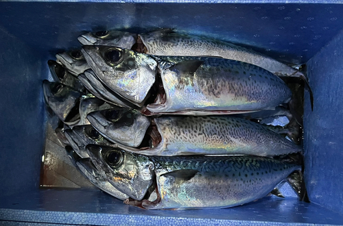 ゴマサバの釣果