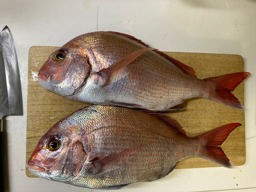 マダイの釣果