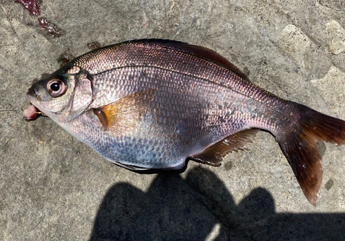 イズカサゴの釣果