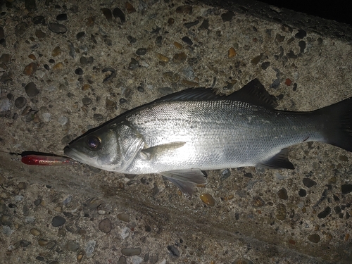 シーバスの釣果