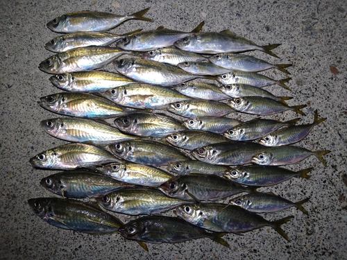 アジの釣果