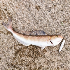 ホッケの釣果