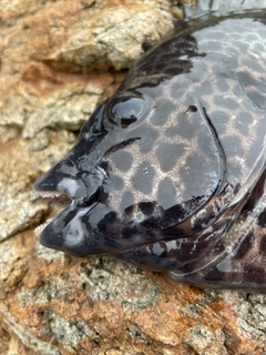 イシガキダイの釣果