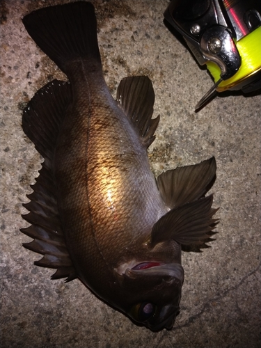 シロメバルの釣果