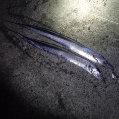 タチウオの釣果