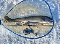 トラウトの釣果