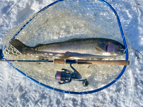 トラウトの釣果