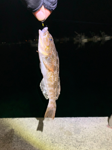 アイナメの釣果