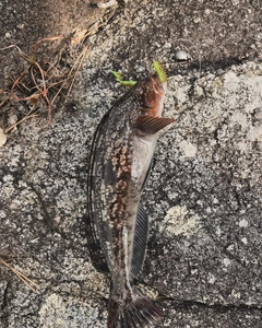 アイナメの釣果