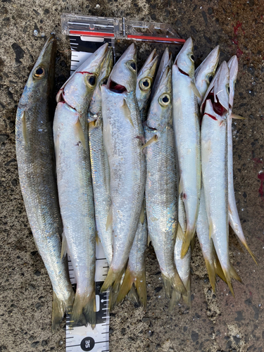 カマスの釣果