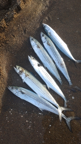 サゴシの釣果