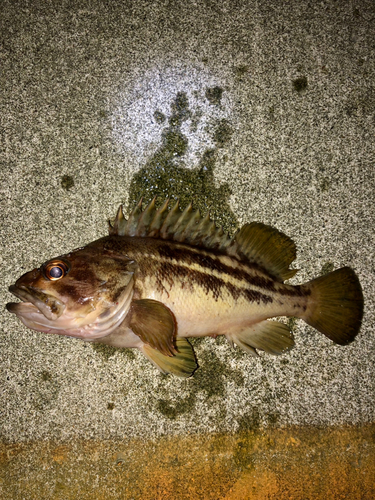 シマソイの釣果