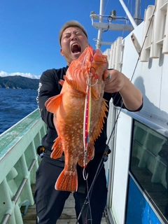 ウッカリカサゴの釣果