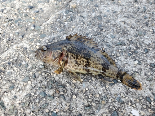 タケノコメバルの釣果