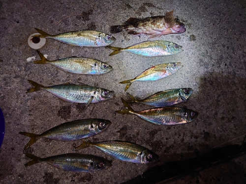 アジの釣果