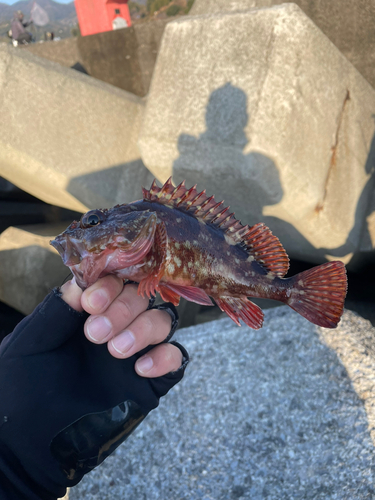 カサゴの釣果