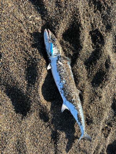 サゴシの釣果