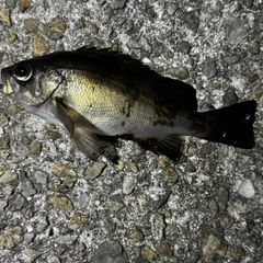 クロメバルの釣果